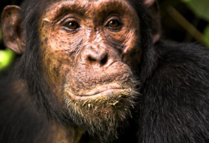 3. Chimp