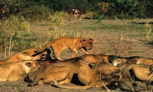 Feasting lions at Chiawa