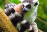 Discover Madagascar with Kenny Carlino & Nadia Eckhardt