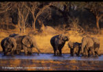 Classic Kenya, Zimbabwe & Botswana Safari