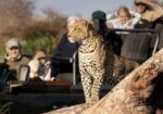 PRIVATE SOUTH AFRICA LUXURY SAFARI