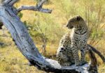 LUXURY OKAVANGO